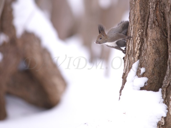 雪とエゾリスの写真
