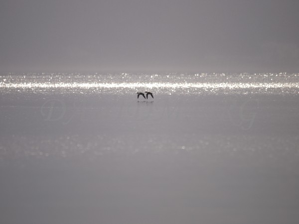 洞爺湖の湖面を飛ぶカモの写真