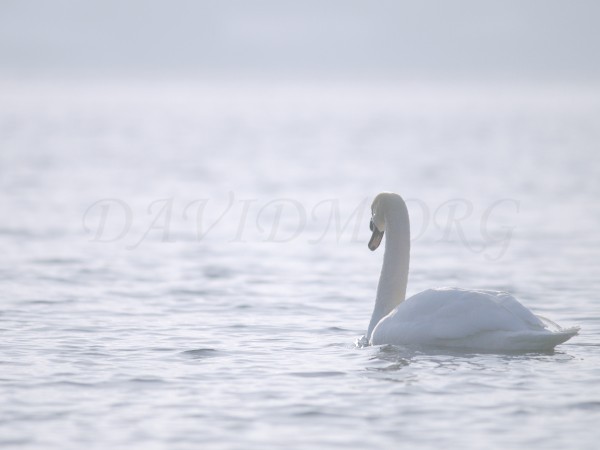 朝の洞爺湖と白鳥の写真
