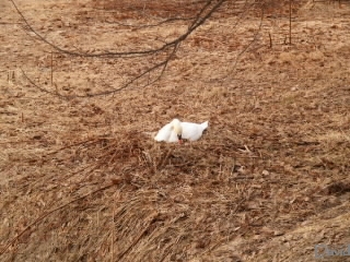 卵を抱く白鳥