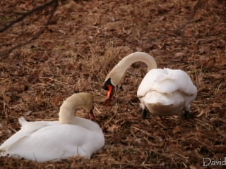 巣を直す白鳥