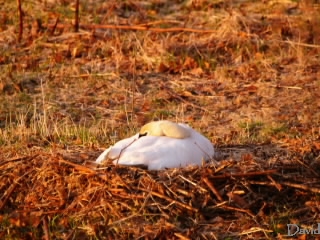 小高くなった巣で待つ白鳥