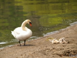 母親に見守られる子白鳥