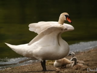 日差しをさえぎる母白鳥