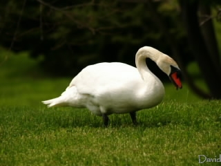 草を食べる白鳥