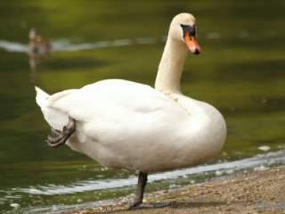 片足で立つ白鳥