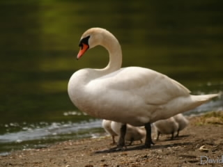 湖を泳ぐ白鳥一家