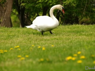 まだ草を食べる白鳥