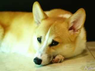 誘ってみるコーギー