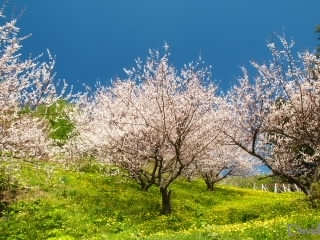 梅の花とタンポポ