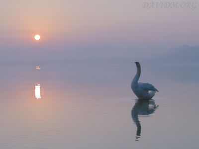 洞爺湖の白鳥