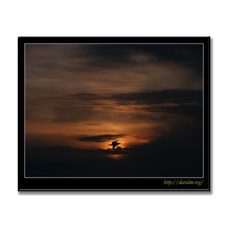 夕陽を横切るカモメ