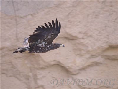 神経質なオジロワシ