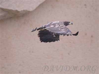 飛び立ってしまったオジロワシ
