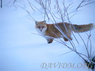 枝の向こうからのぞくキタキツネの写真