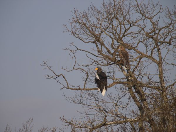 オオワシの成鳥と幼鳥