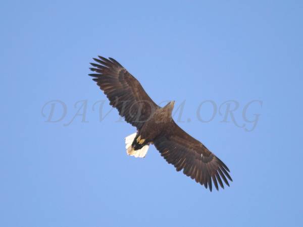 オジロワシの成鳥の写真