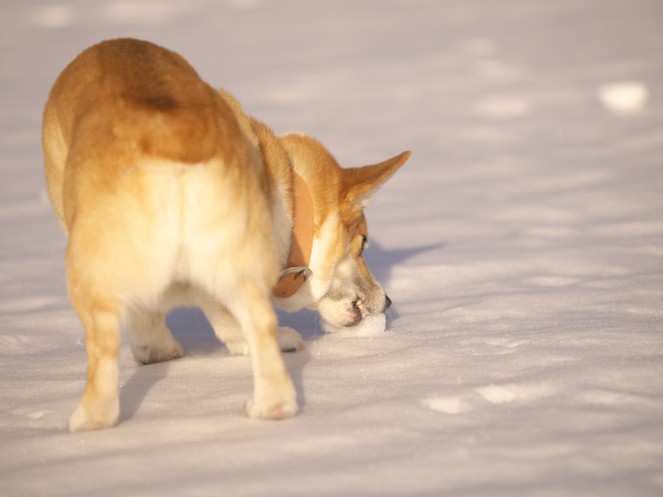 雪を食べるコーギーのアーサーの写真