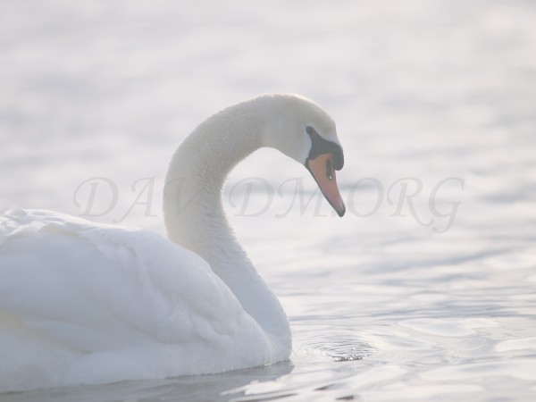 洞爺湖の白鳥の写真