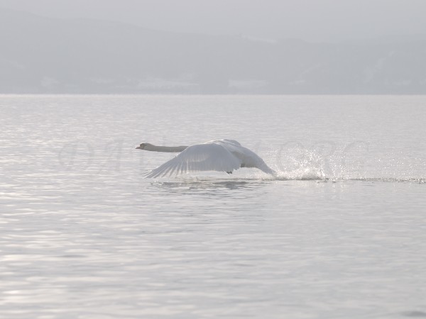 朝の洞爺湖、飛び立つ白鳥の写真
