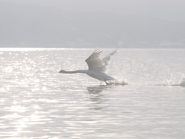 朝の洞爺湖、飛び立つ白鳥の写真