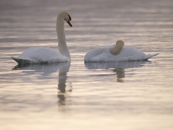 洞爺湖の白鳥の写真
