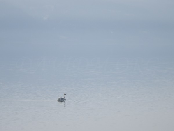 洞爺湖の白鳥の写真