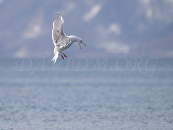 洞爺湖のカモメの写真