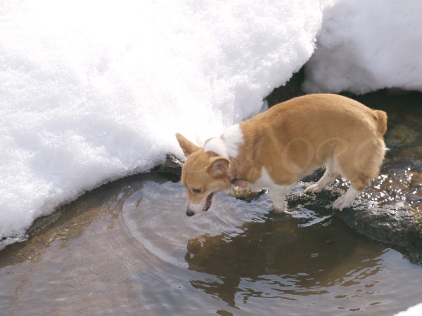 冬の川遊びをするコーギーの写真