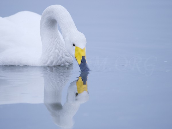 洞爺湖のオオハクチョウの写真