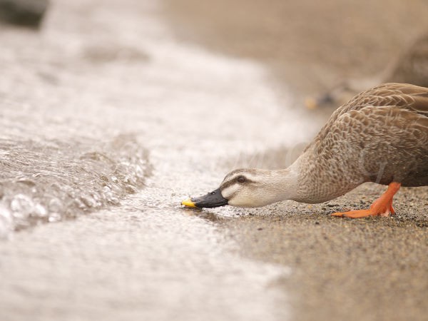水を飲むカルガモの写真