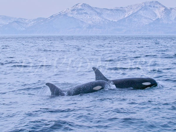 知床の海のシャチ 北海道写真集