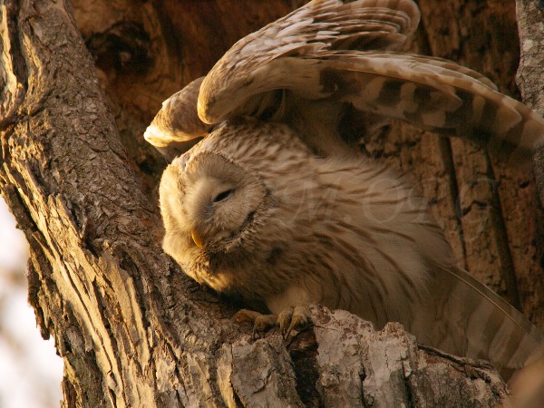 エゾフクロウの写真