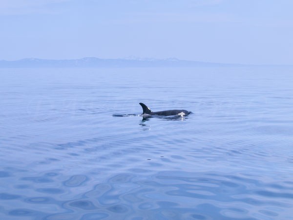 シャチの写真 北海道写真集