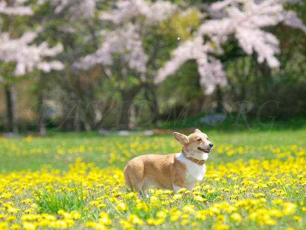 桜舞う春のコーギー 北海道コーギー便り