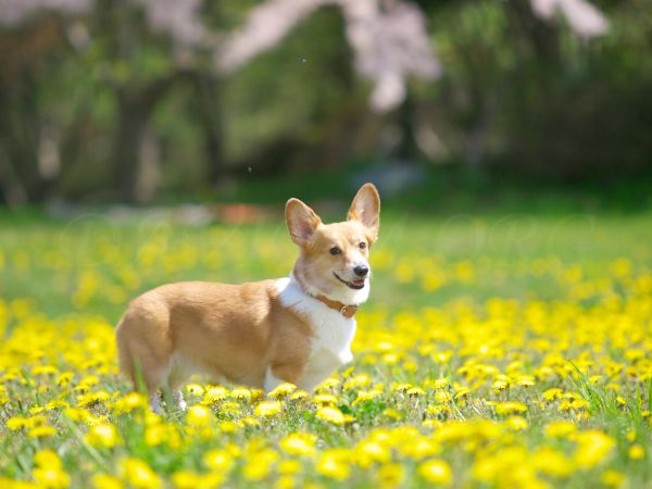 北海道コーギー便り 10年5月23日 10年5月29日