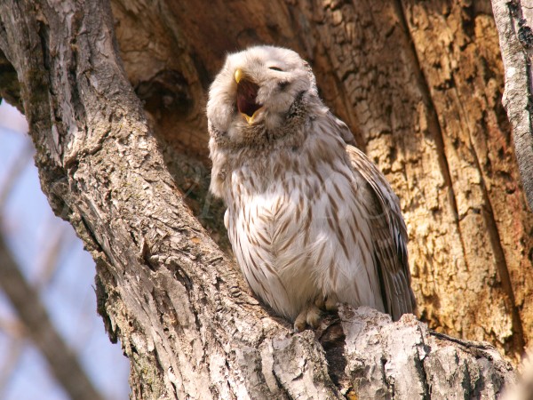 フクロウの写真 北海道写真集