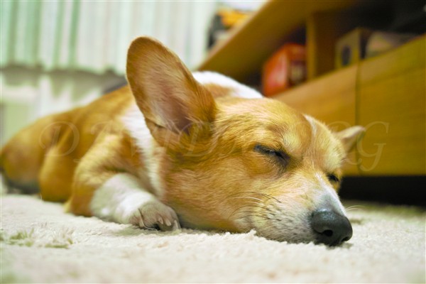 今日はもう寝るわ 北海道コーギー便り