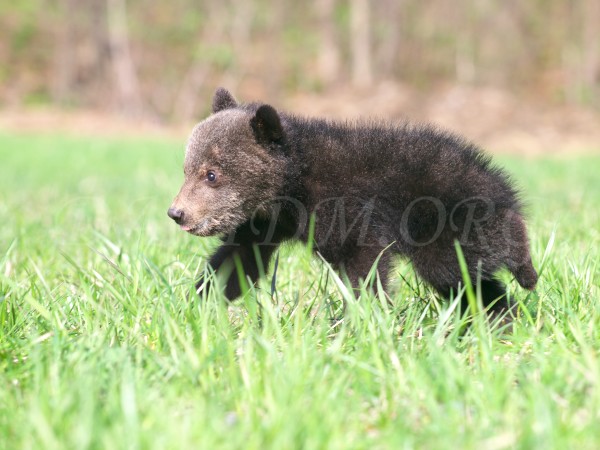 森の王者ヒグマの子熊 北海道写真集