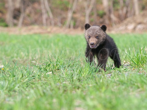 森の王者ヒグマの子熊 北海道写真集