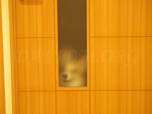 コーギーのアーサーの写真
