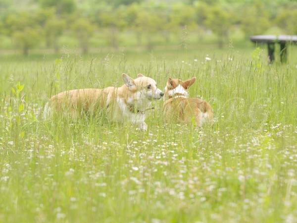 怒ったアーサー