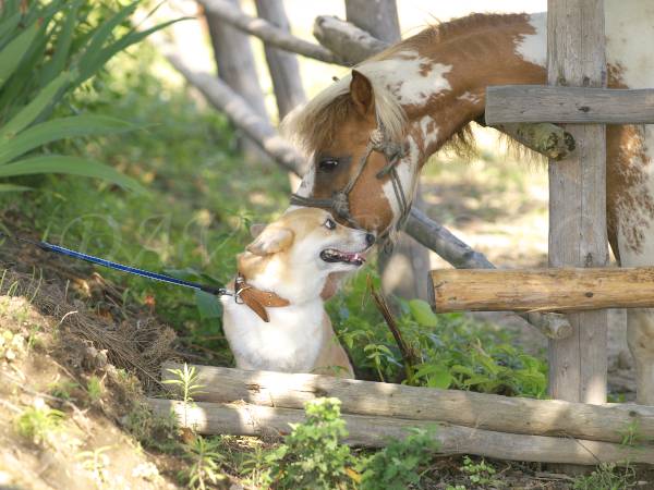 犬流の挨拶をするコーギー