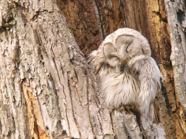 エゾフクロウの写真