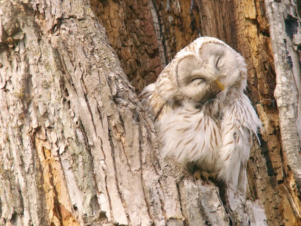 エゾフクロウの毛づくろい