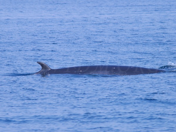 知床のミンククジラの写真