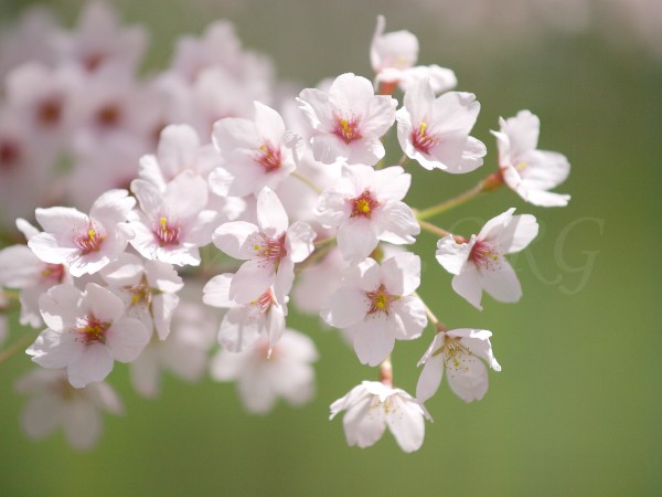 桜の写真