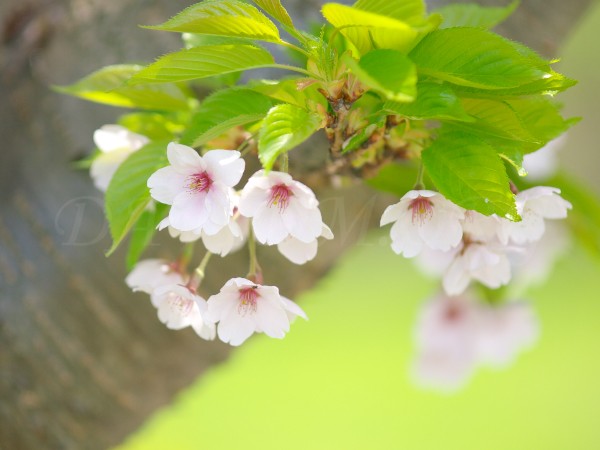 桜の花の写真