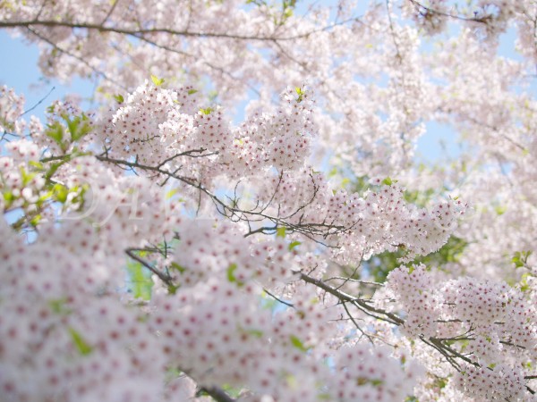見事に咲く桜の写真