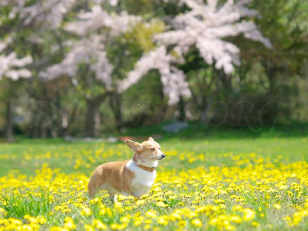 桜とコーギーの写真